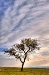 Herbstlandschaft mit Apfelbaum