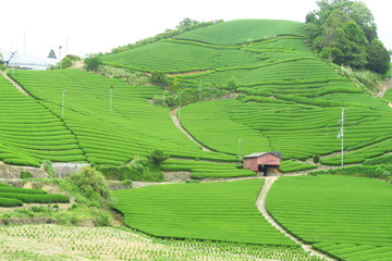 京都和束町石寺の茶畑