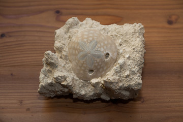 roccia con conchiglia fossile