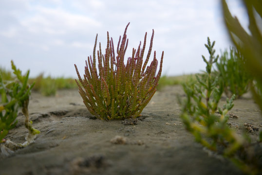 samphire growing in sand at the island Texel, The Netherlands