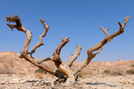 Dead dry tree trunk on arid landscape in Negev desert.