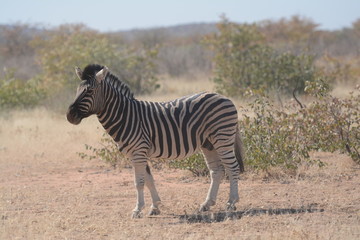 Fototapeta na wymiar Zebra in Namibia