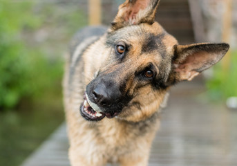 A german shepherd