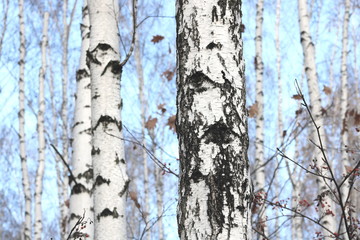 birch trees with white bark