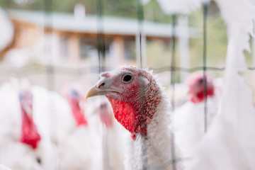 Breeding turkeys on a farm.