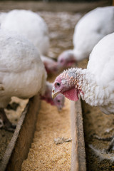 Breeding turkeys on a farm.