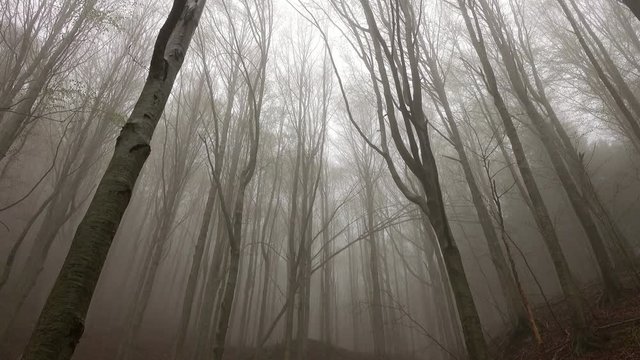 Landscape in a spring forest misty morning, tilt view 4k
