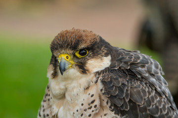 photo portrait of a Peregrine falcon