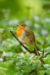 photo of a little Robin sitting on a branch