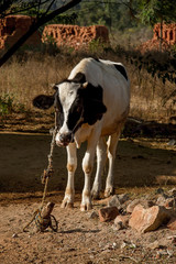 photo of a cow tied up in a village in India - 180730290
