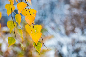 Branch with yellow autumn leaves of a birch on a blurred background of the first snow