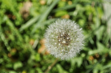Dandelion
