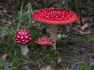 Amanita muscaria mushrooms