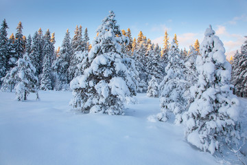beautiful winter landscape snow tree
