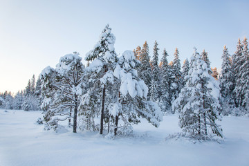 beautiful winter landscape snow tree
