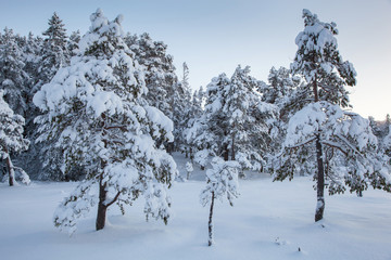 beautiful winter landscape snow tree