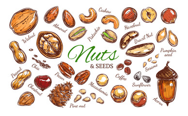 Nuts and seeds colorful collection. Vector Hand drawn objects . Isolated on white. Modern brushpen Calligraphy.
