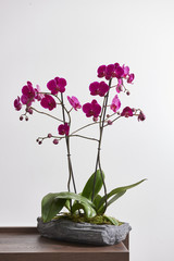 vase of orchid on the wooden table