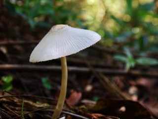 Hongo