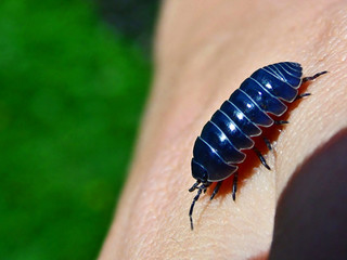Crustaceo terrestre