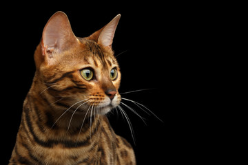 Portrait of Bengal Cat, Looking at side, on isolated Black Background, profile view