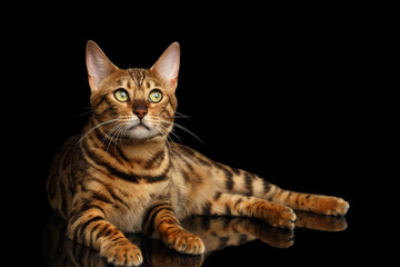 Gold Bengal Cat Lying on isolated Black Background and Curious Looking up, front view