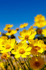 Yellow flower against blue sky