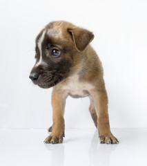 Obraz premium Brown dog on a white background