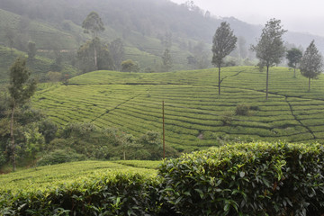 Tea Gardens in India