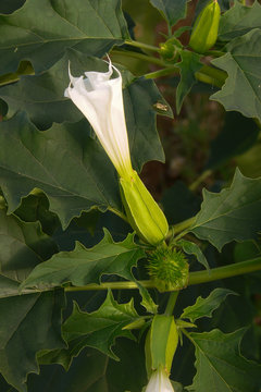 stramonio (Datura stramonium) - pianta con fiori e semi