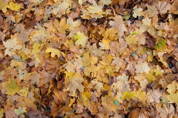 autumn leaves lying on the ground