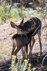 Hirsche im Grand Canyon Kuh mit Jungtier