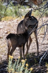Hirsche im Grand Canyon Kuh mit Jungtier