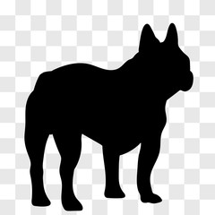Silhouette of a male French bulldog seen from the back in black on a transparent background.
