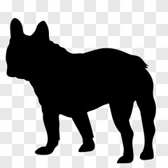Silhouette of a male French bulldog seen from the left side looking towards you in black on a transparent background.
