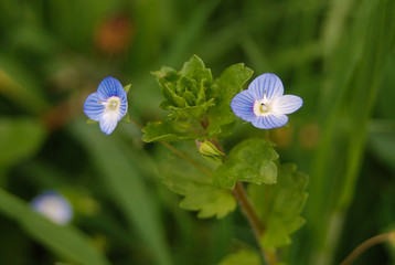 Veronica comune (Veronica persica) - infiorescenza