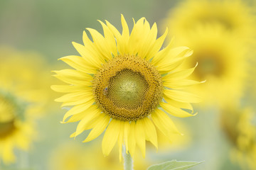 Closeup nature view of flower on blurred background