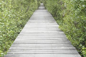 Obraz premium The walkway is made of plank. For a walk to see the mangrove forest. Attractions in Thailand
