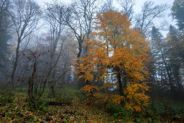 Scenic landscape of forest in fall and lonely tree