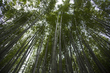 Famous bamboo forest at Arashiyama , Kyoto