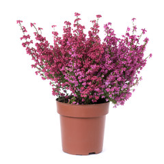 bell heather plant with pink flowers