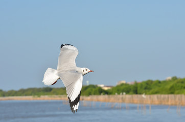White gulls are flying in the blue sky.