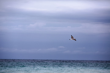 Fototapeta premium beautiful seagull on a gray sky background