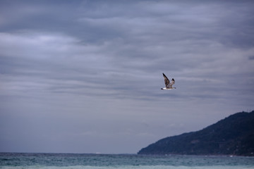 beautiful seagull on a gray sky background