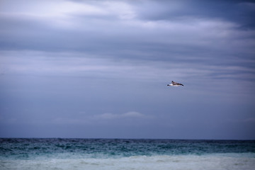 beautiful seagull on a gray sky background