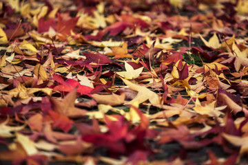 Hojas de colores caidas en un parque en otoño