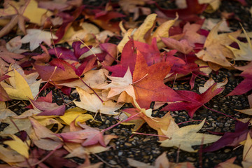 Hojas de colores caidas en un parque en otoño