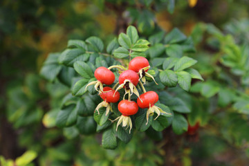 Branch with  dog rose fruits