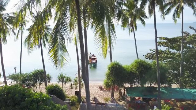 Aerial camera rising from the ground up a palm tree to the tops of swaying palm trees looking out over the sea.