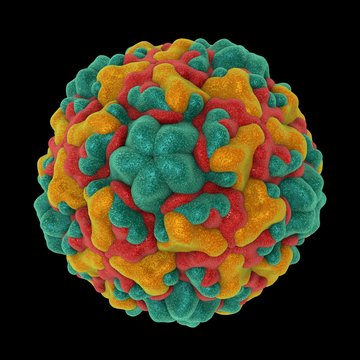Rhinovirus isolated on black background, 3D illustration